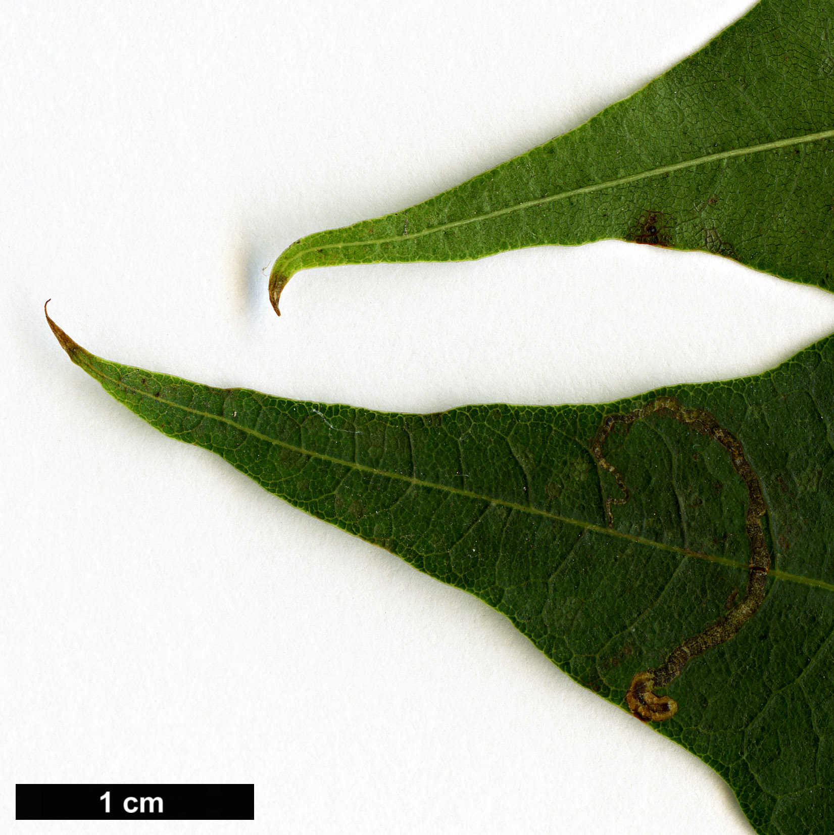 High resolution image: Family: Sapindaceae - Genus: Acer - Taxon: cappadocicum - SpeciesSub: subsp. sinicum